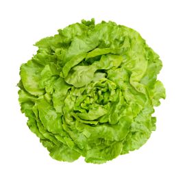 Laitue - خس رومي